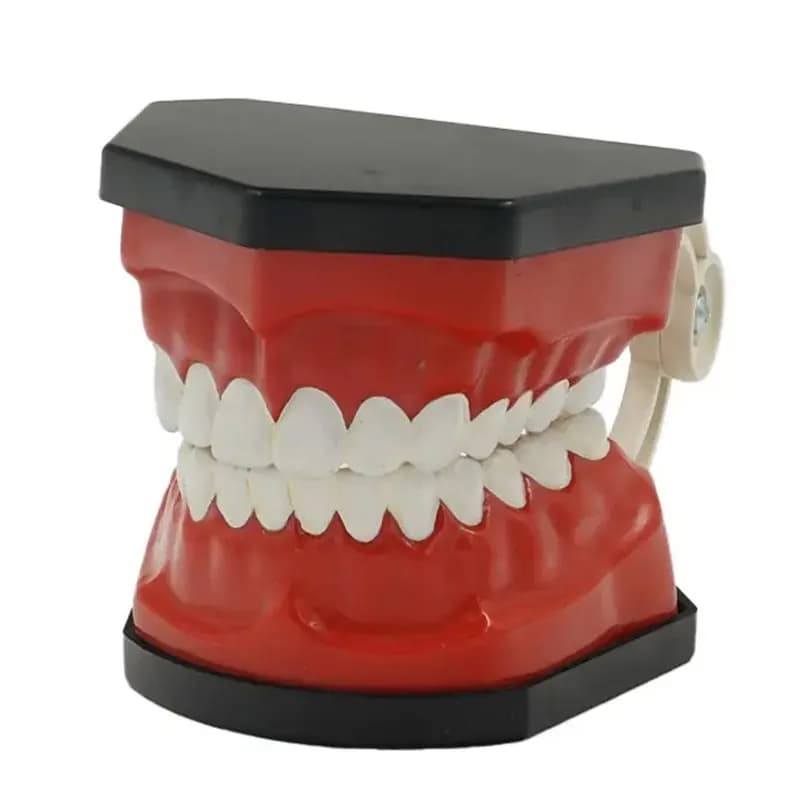 مولاژ آموزشی مدل دندان انسان سری کامل بزرگسال کد Dental_3X