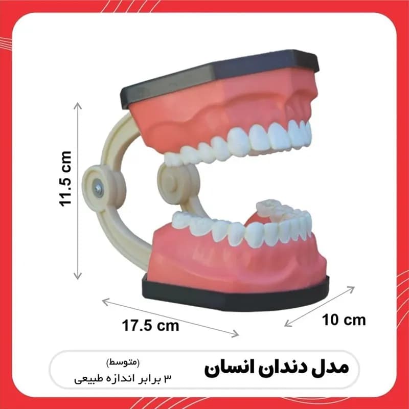 مولاژ آموزشی مدل دندان انسان سری کامل بزرگسال کد Dental_3X — تصویر ۴