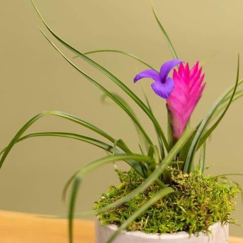 وریزیا برای تزئین باغچه و فضای بیرونی