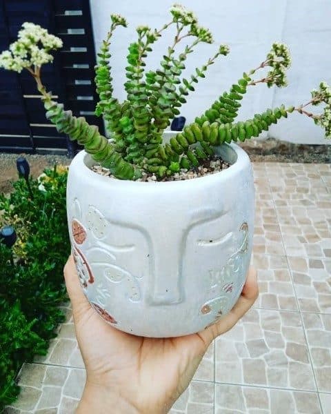 کراسولا پرفوراتا برای تزئین پنجره جنوبی