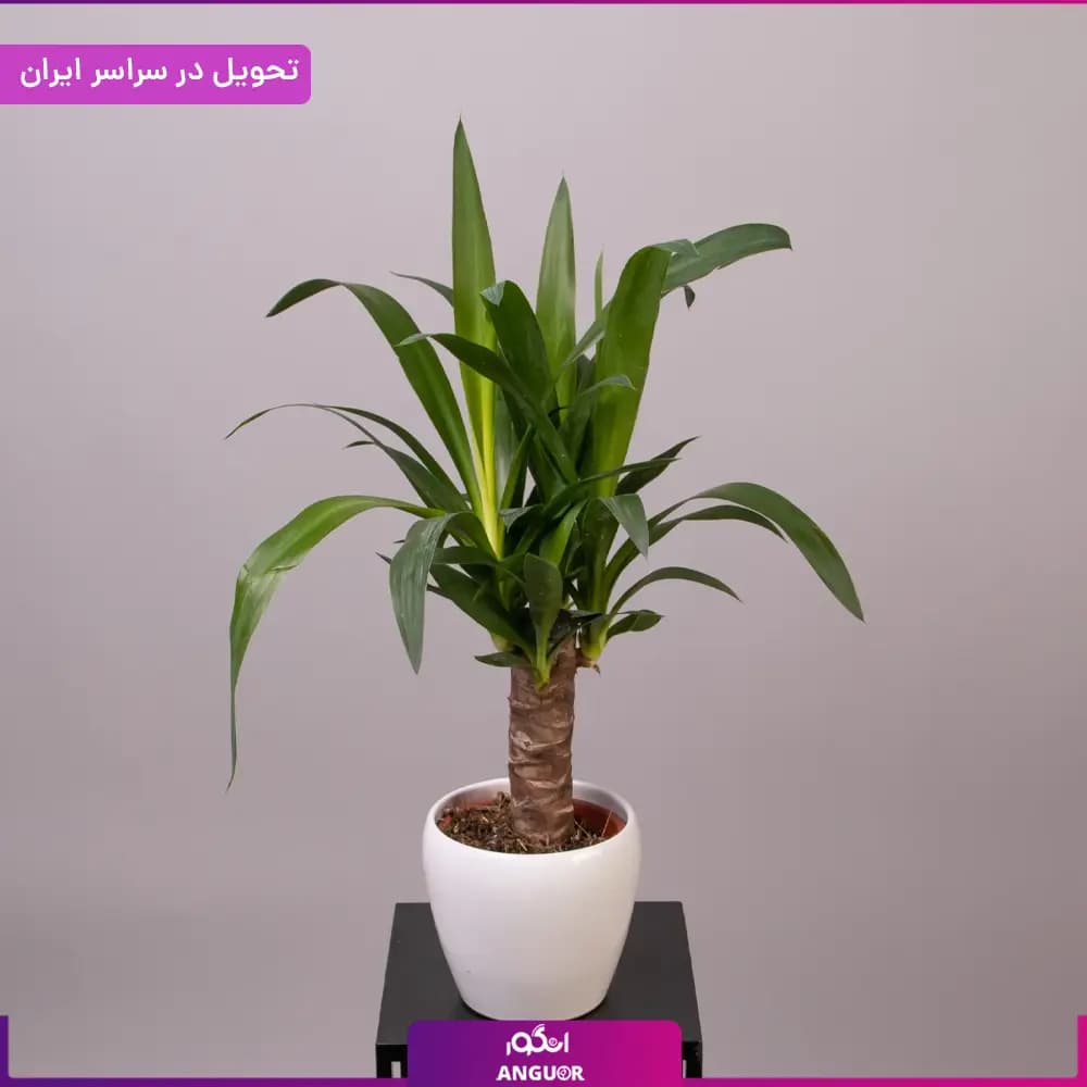 گلدان یوکا — تصویر ۲