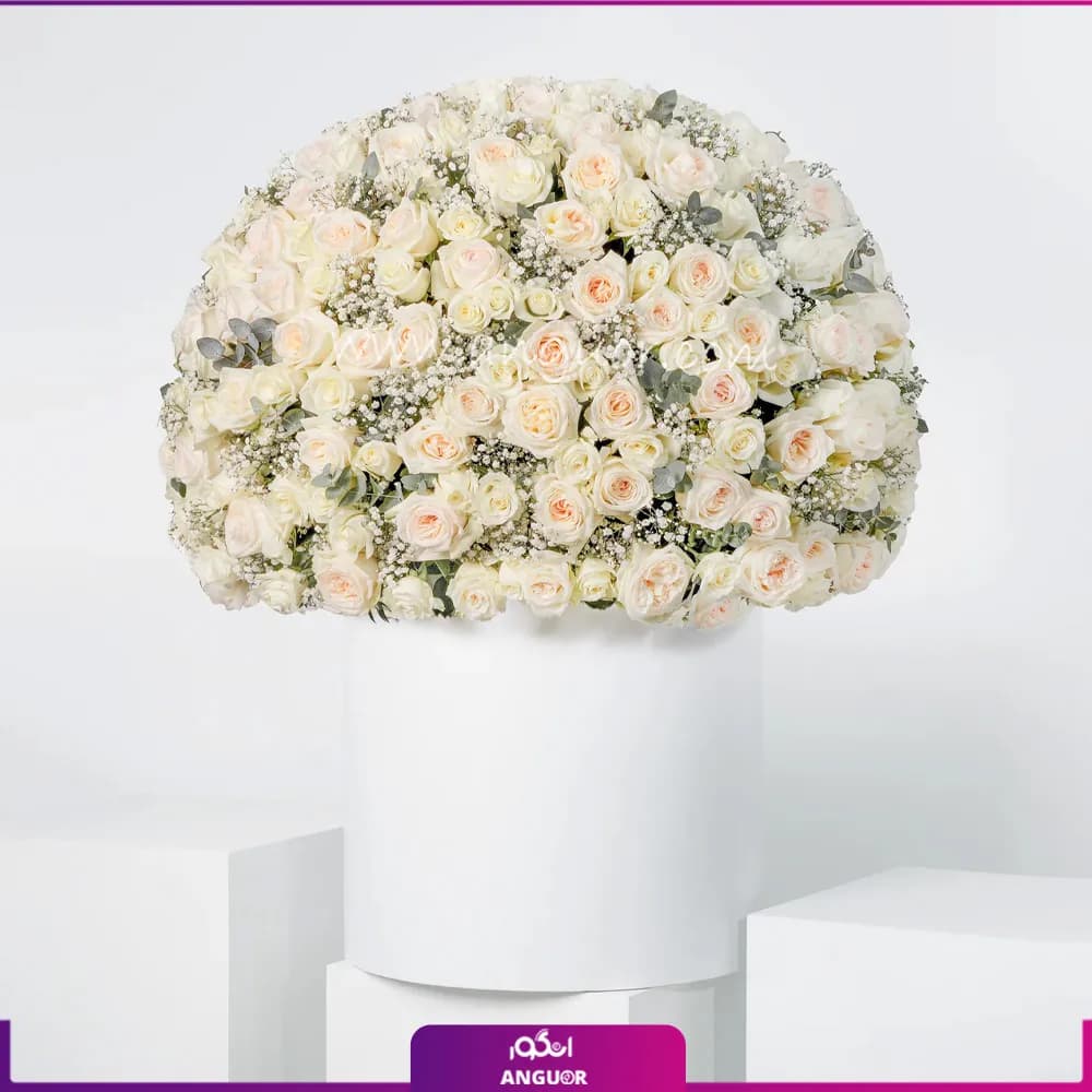 باکس گل رز رویای عاشقانه