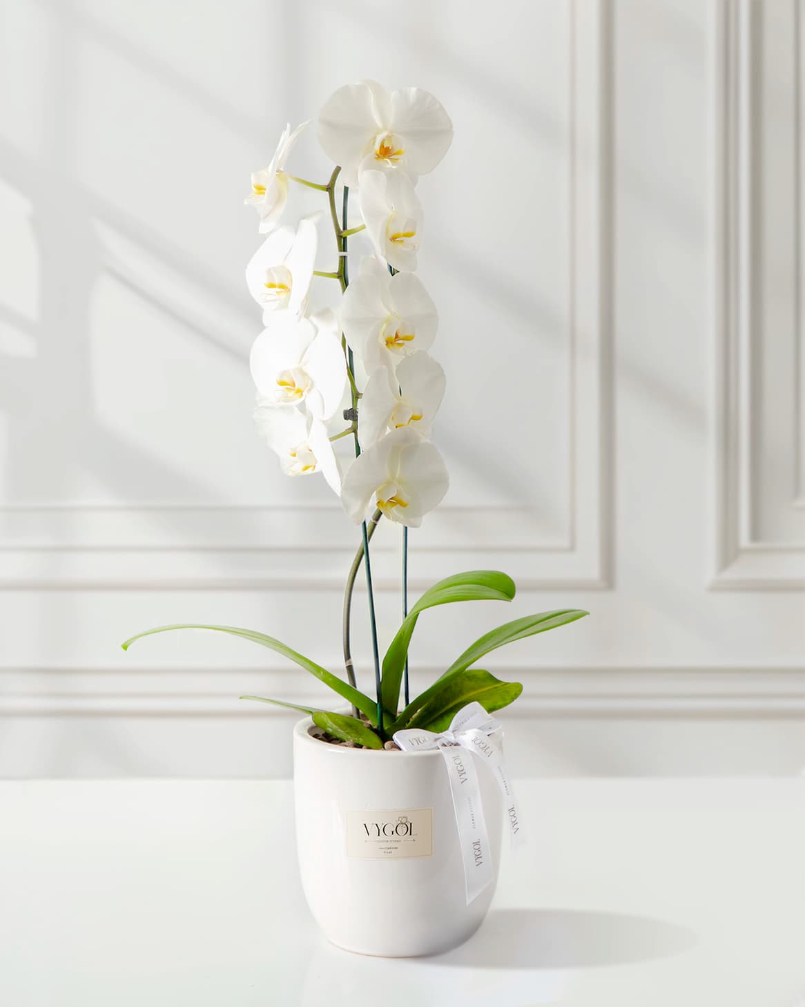 گلدان ارکیده سفید Eva | ویگُل