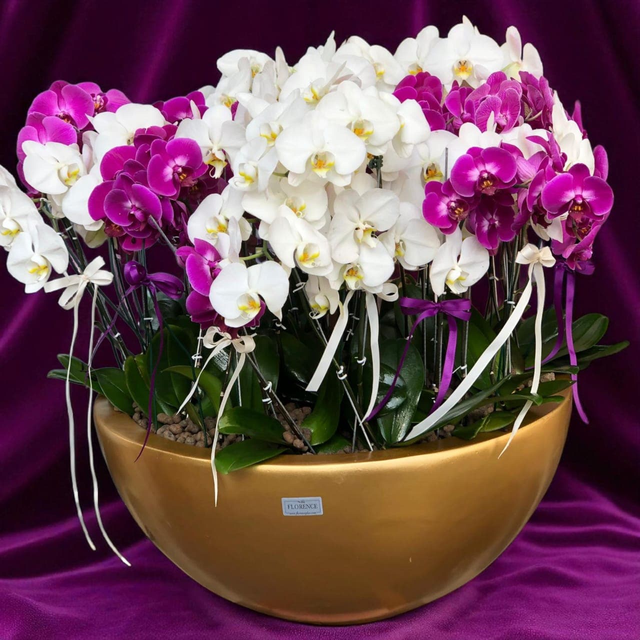 ارکیده مخمل