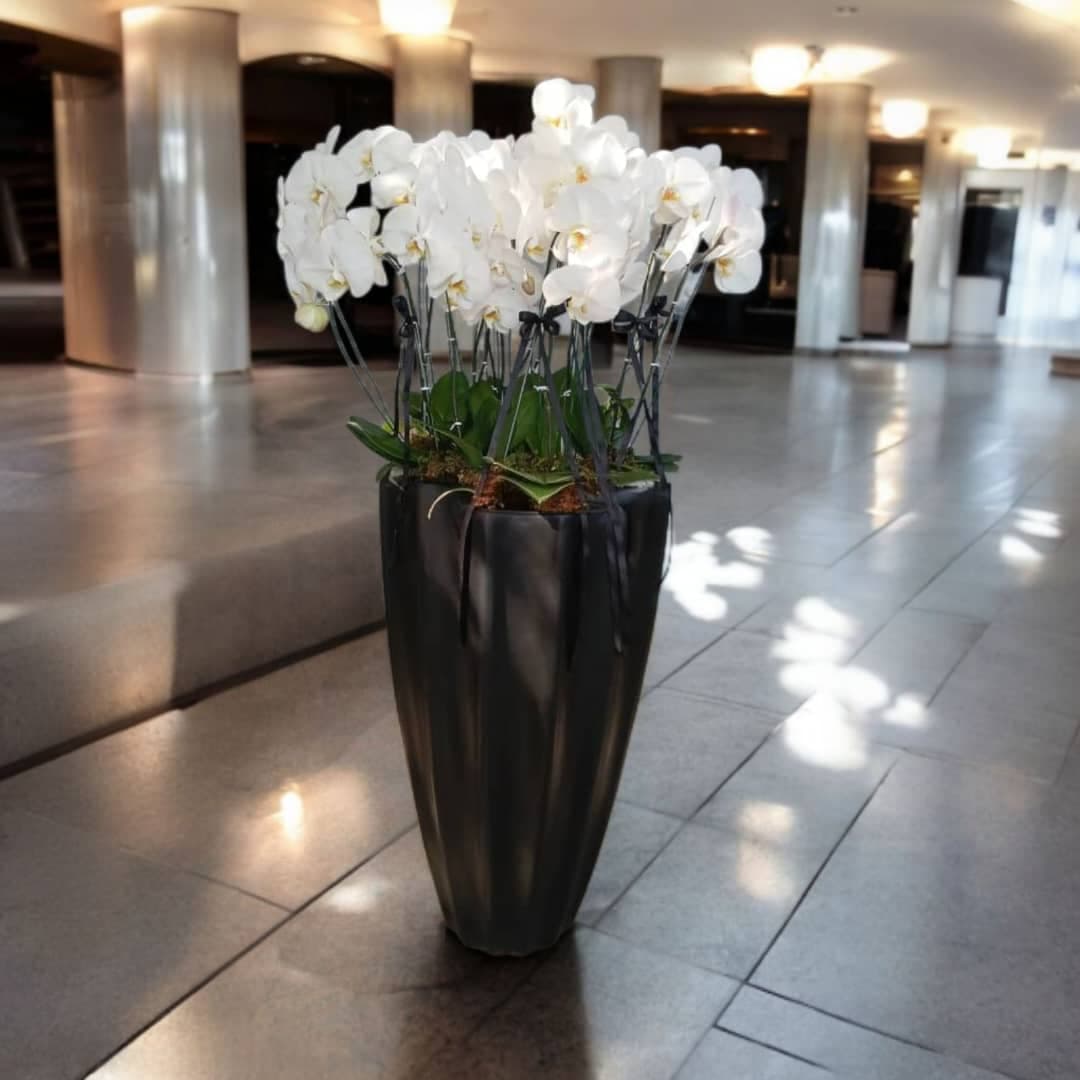 ارکیده دیاموند