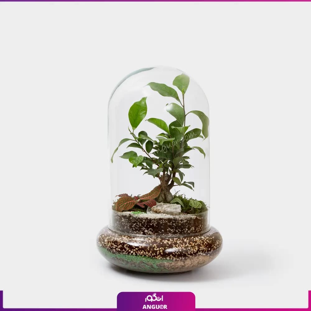 تراریوم دوشیشه بونسای