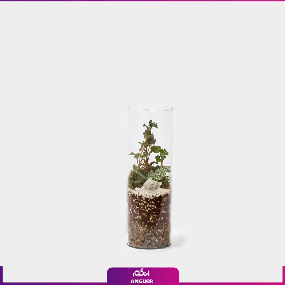 تراریوم استوانه ای