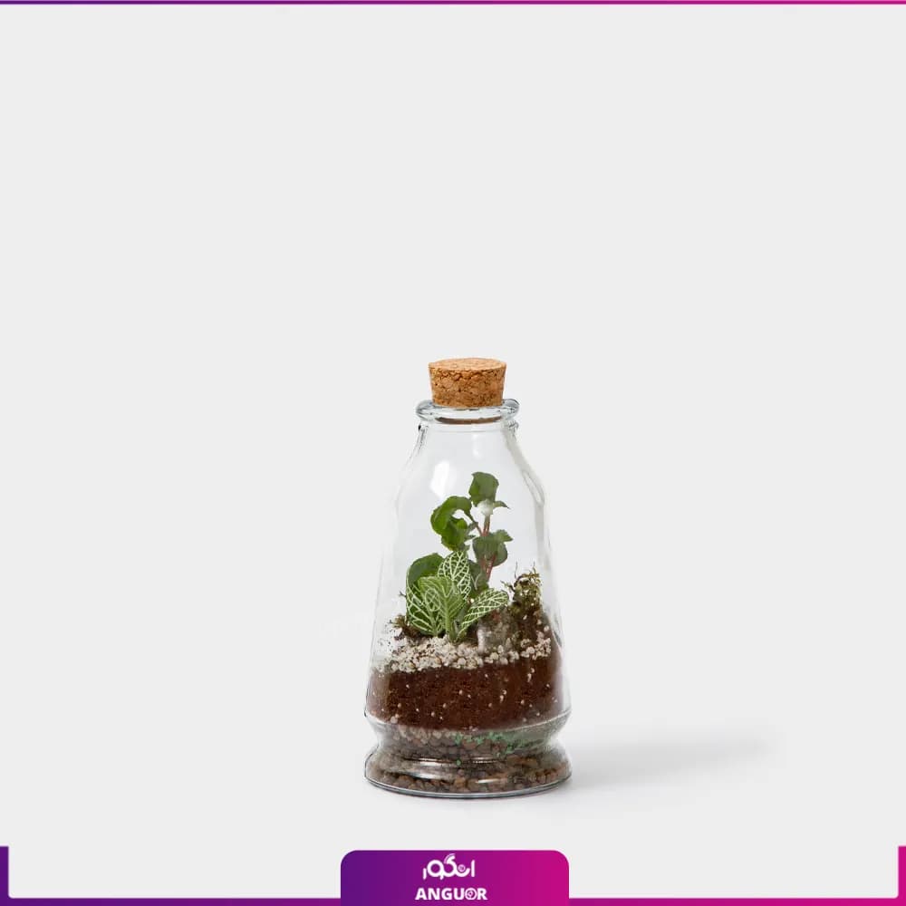 تراریوم به همراه چوب پنبه مخروطی