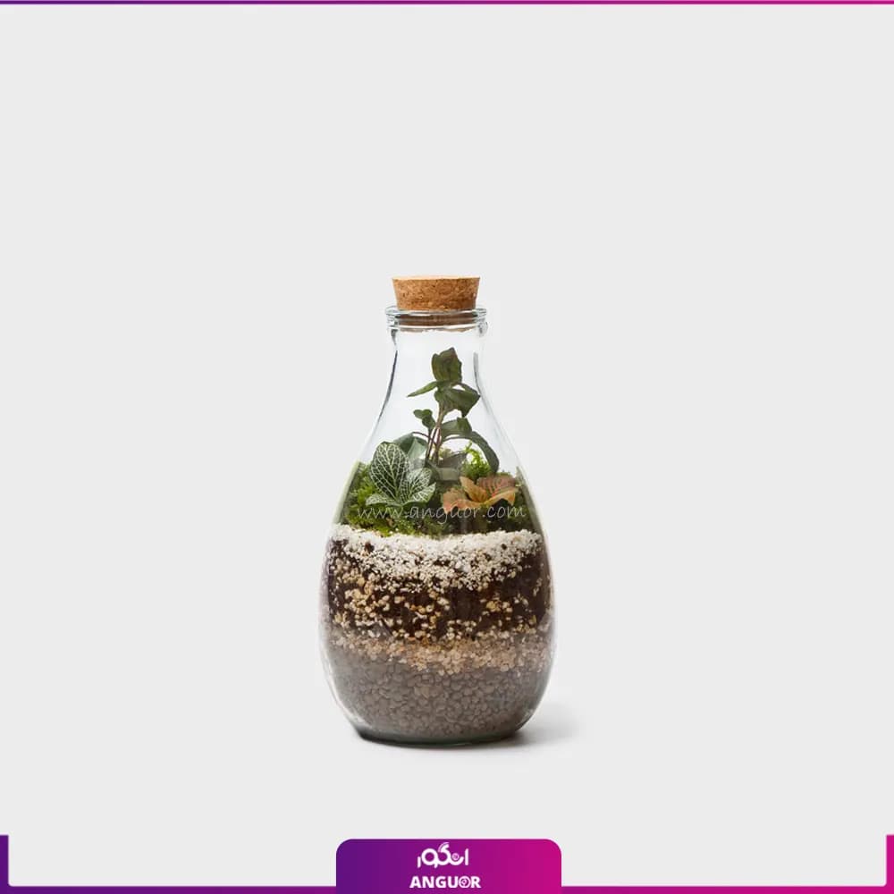 تراریوم آمازون