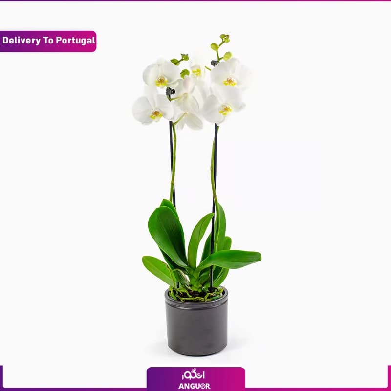 گلدان ارکیده سفید (ارسال گل به پرتغال)