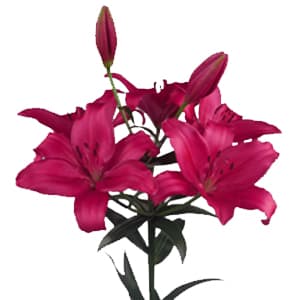 پیاز گل لیلیوم سرخابی هلندی 1 عددی رقم fangio