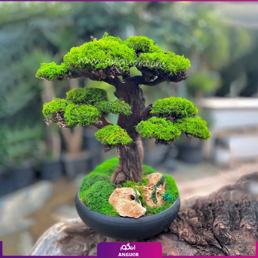 درختچه طبیعی کهن ژاپن با گلدان مشکی (سایز بزرگ)