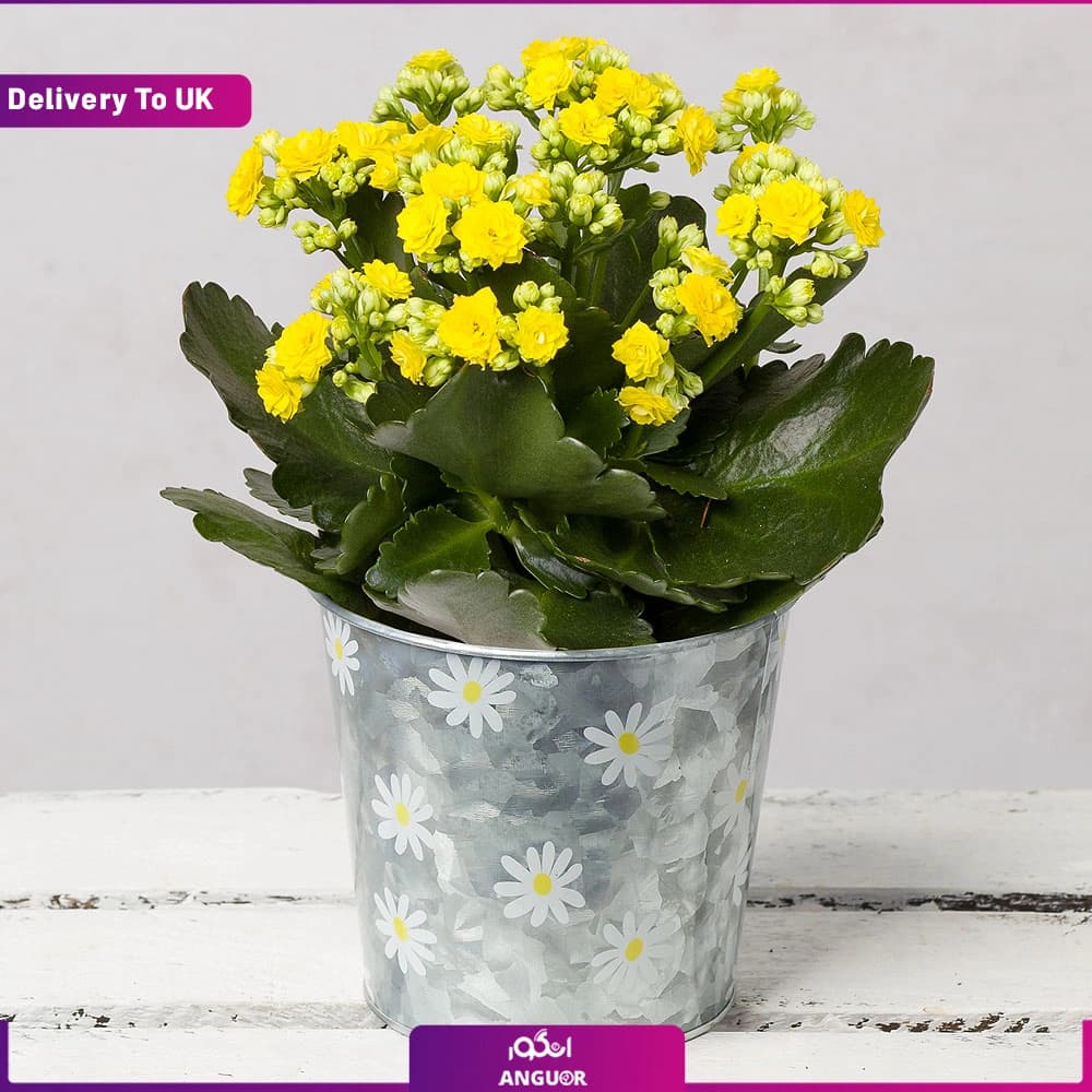 کالانکوئه زرد در گلدان طرح‌دار گل‌بابونه (Delivery to UK)