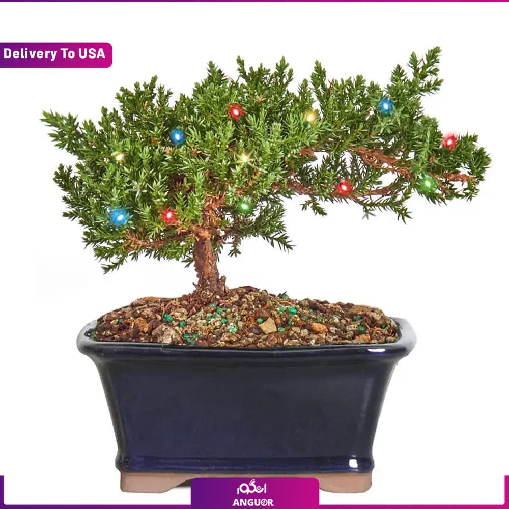 Christmas Juniper Bonsai (تحویل در امریکا)