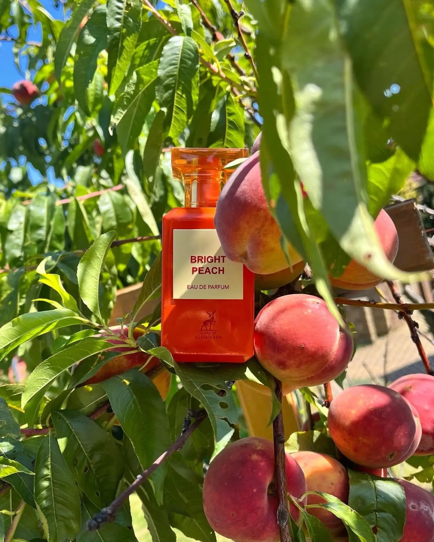 عطر ادکلن الحمبرا برایت پیچ (بیتر پیچ) | Maison Alhambra Bright Peach — تصویر ۶