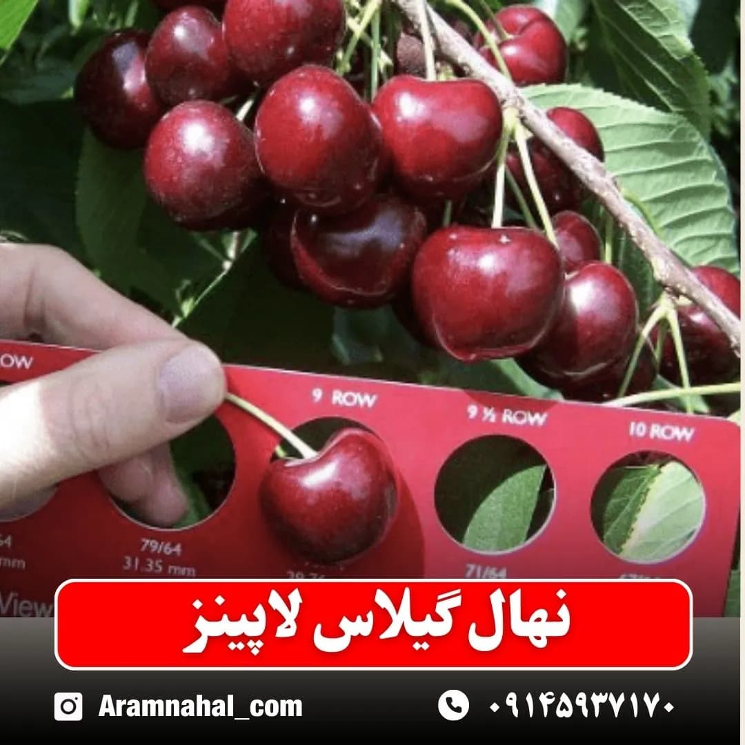 نهال گیلاس لاپینز — تصویر ۲