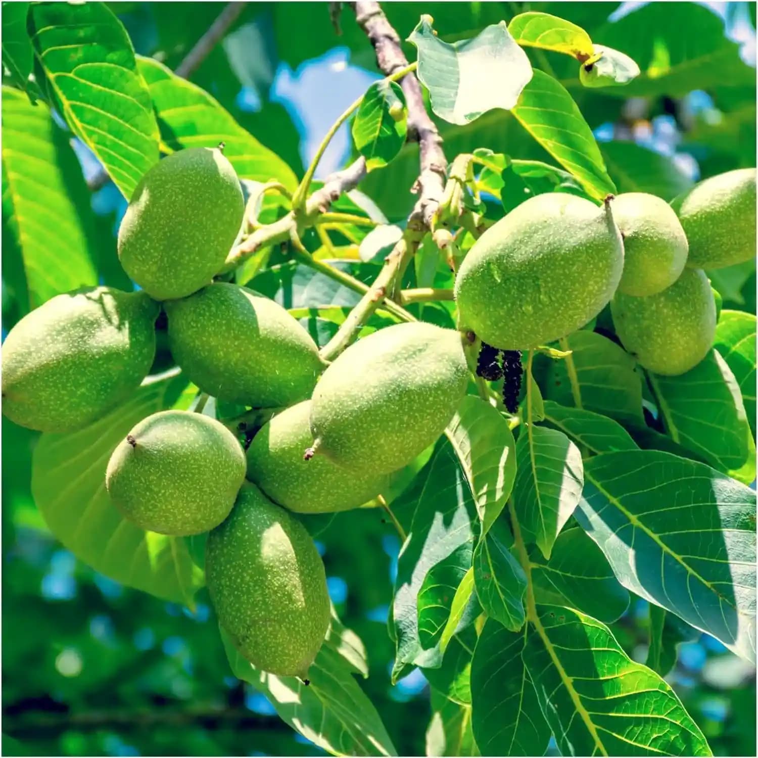 نهال گردو لهستانی