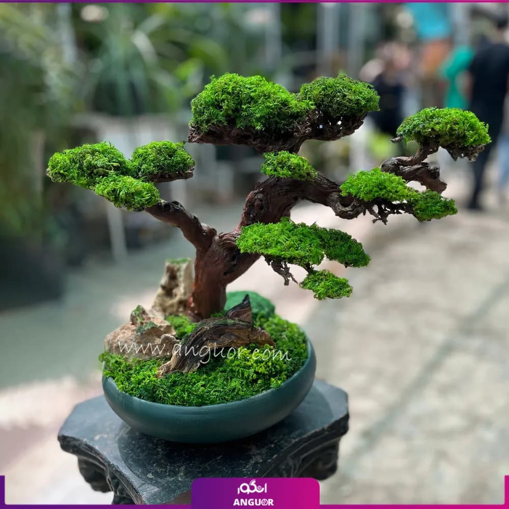 بنسای طبیعی درختچه کهن (سایز بزرگ)