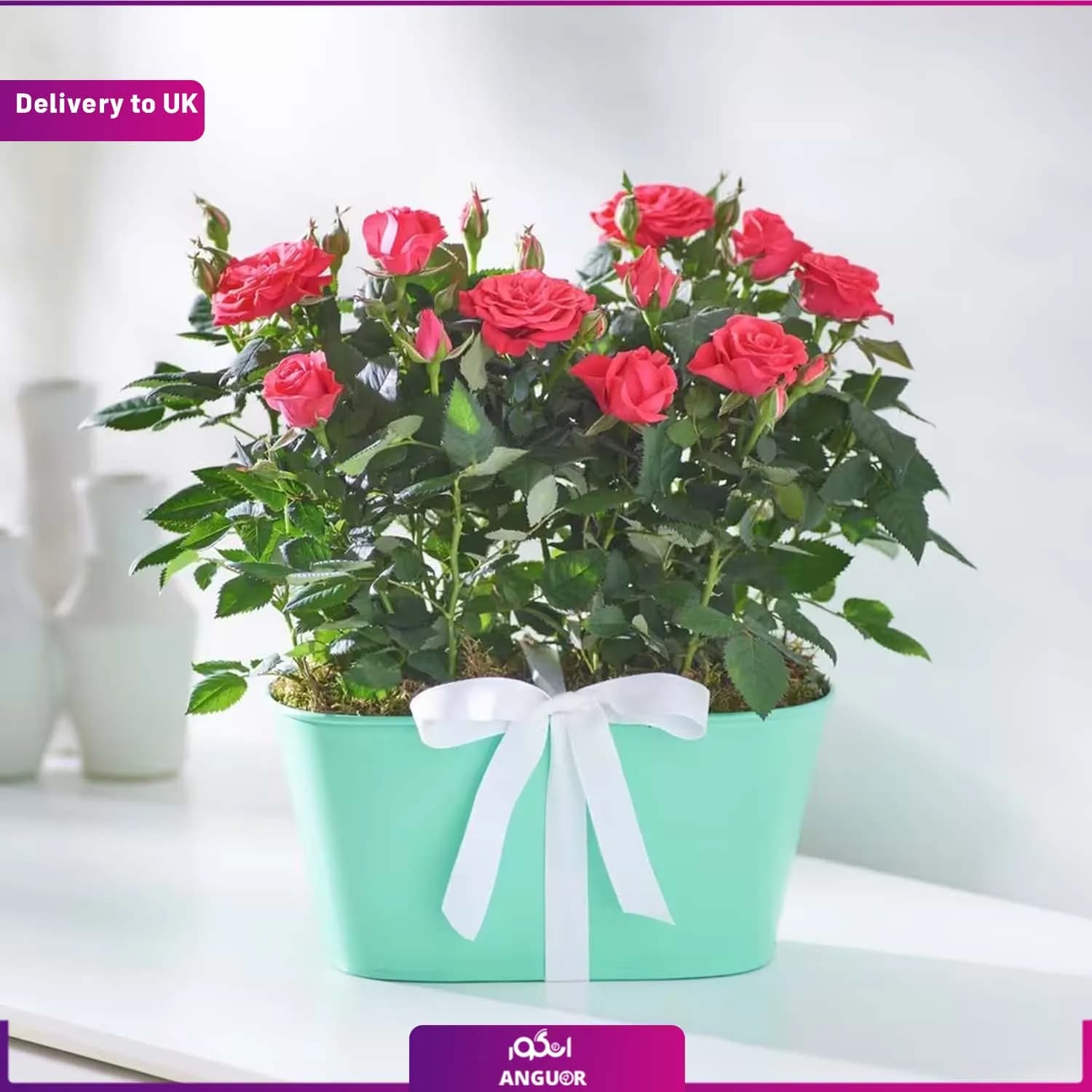 گلدان رز قرمز (Delivery to UK)