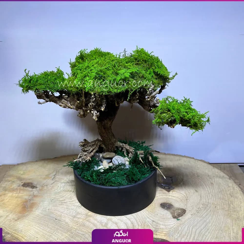 درختچه جاودان طبیعی برای دکور