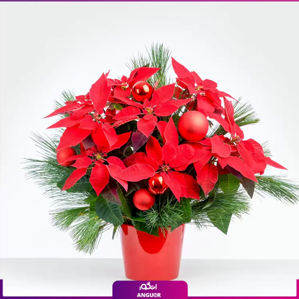 بنت قنسول گلی برای کریسمس