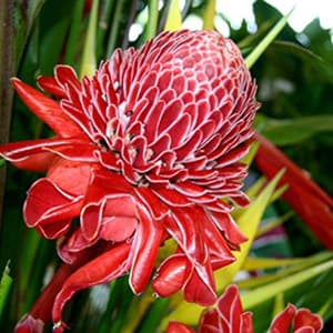 Etlingera Elatior Red