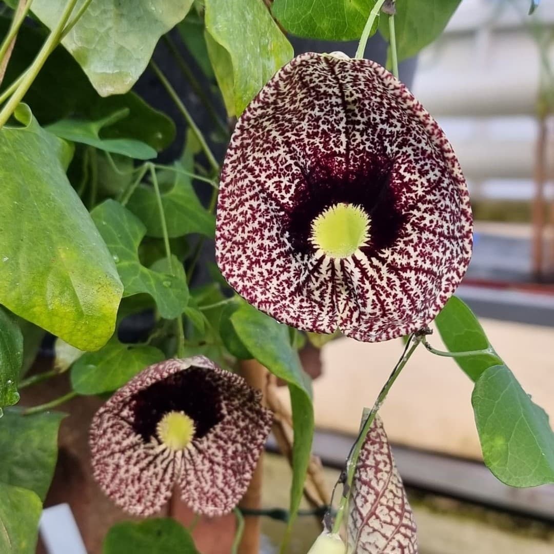 بذر پیچک کمیاب Aristolochia Elegans — تصویر ۴