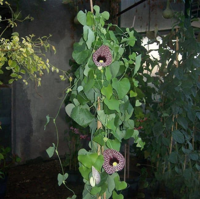 بذر پیچک کمیاب Aristolochia Elegans — تصویر ۲