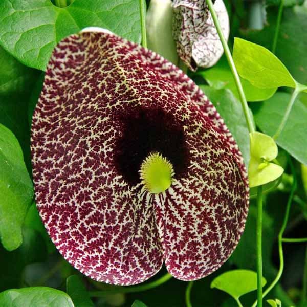 بذر پیچک کمیاب Aristolochia Elegans — تصویر ۸