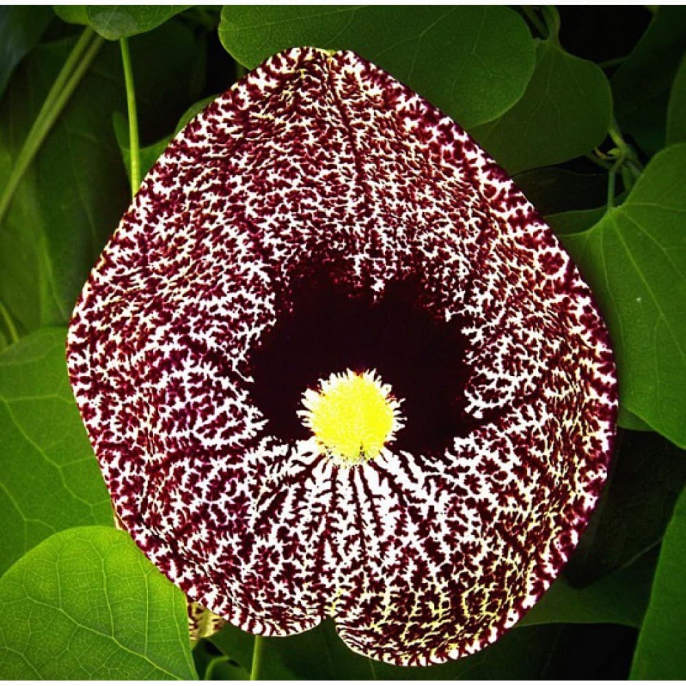 بذر پیچک کمیاب Aristolochia Elegans — تصویر ۶