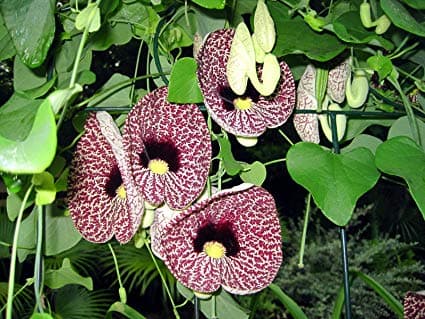 بذر پیچک کمیاب Aristolochia Elegans — تصویر ۳