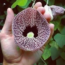 بذر پیچک کمیاب Aristolochia Elegans — تصویر ۷