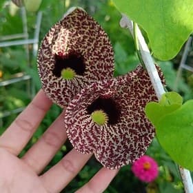 بذر پیچک کمیاب Aristolochia Elegans