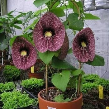 بذر پیچک کمیاب Aristolochia Elegans — تصویر ۵