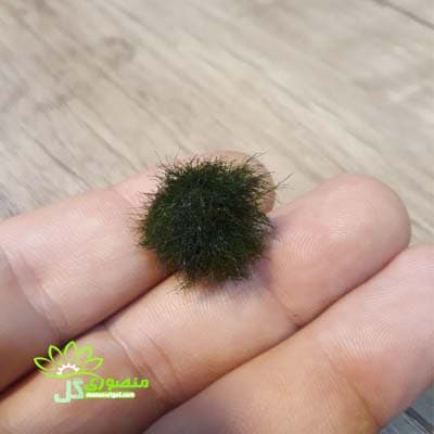 گیاه آبزی و آکواریومی Marimo moss ball