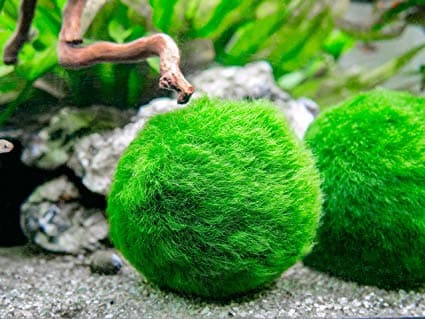 گیاه آبزی و آکواریومی Marimo moss ball — تصویر ۶