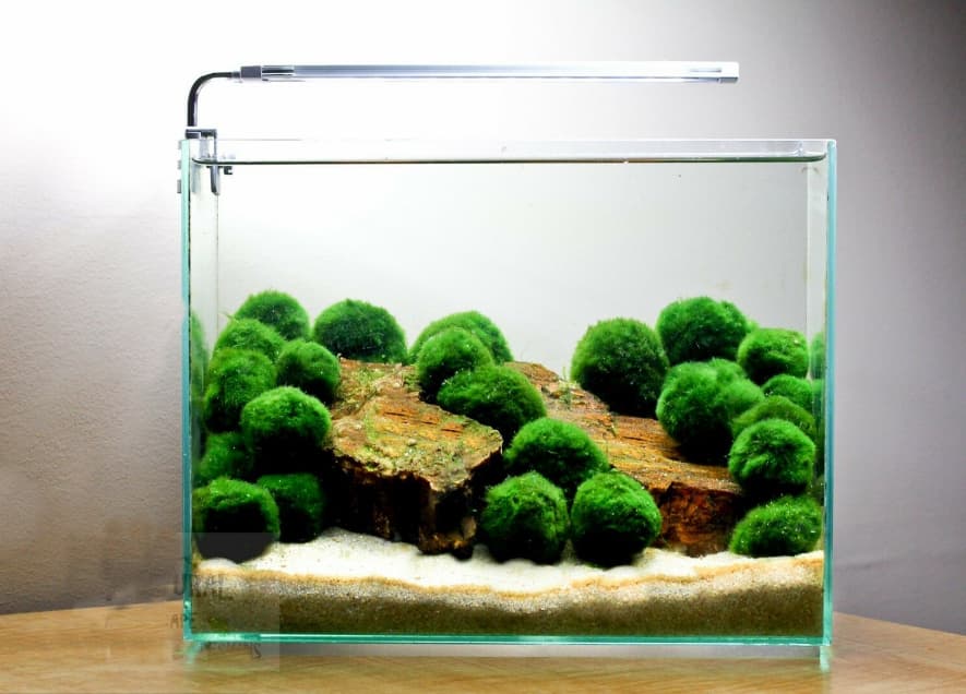 گیاه آبزی و آکواریومی Marimo moss ball — تصویر ۳