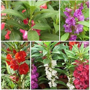 بذر گل حنا گوشواره ای الوان