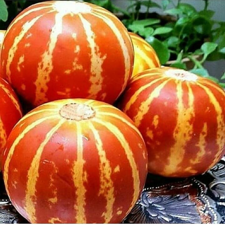 بذر خربزه ی مینیاتوری ببری (دستنبو) — تصویر ۴
