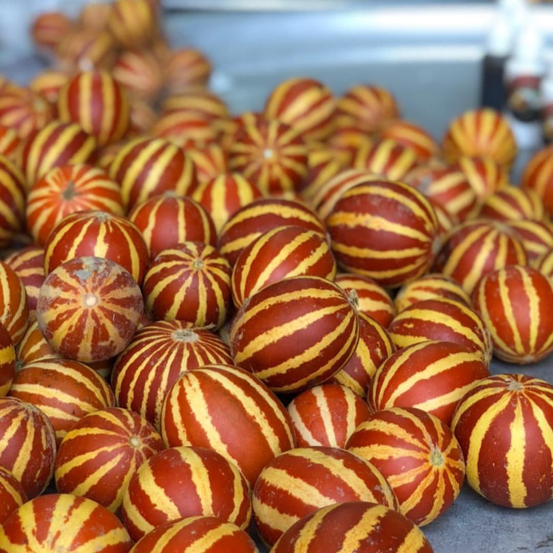 بذر خربزه ی مینیاتوری ببری (دستنبو) — تصویر ۲