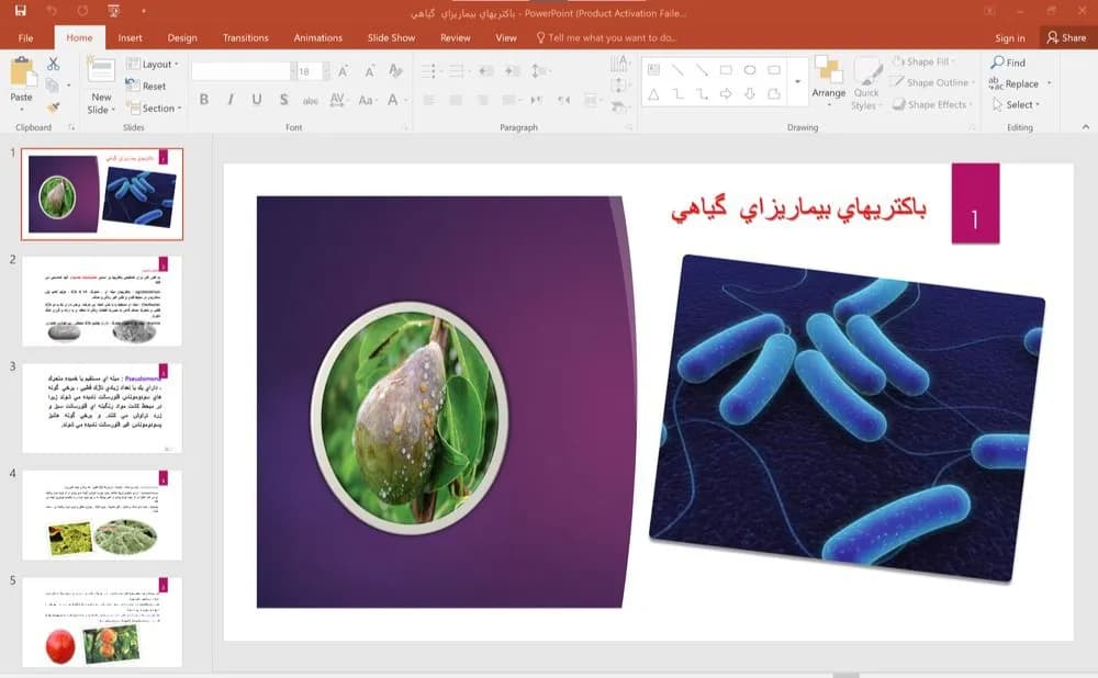پاورپوینت باكتری های بيماری زای گياهی