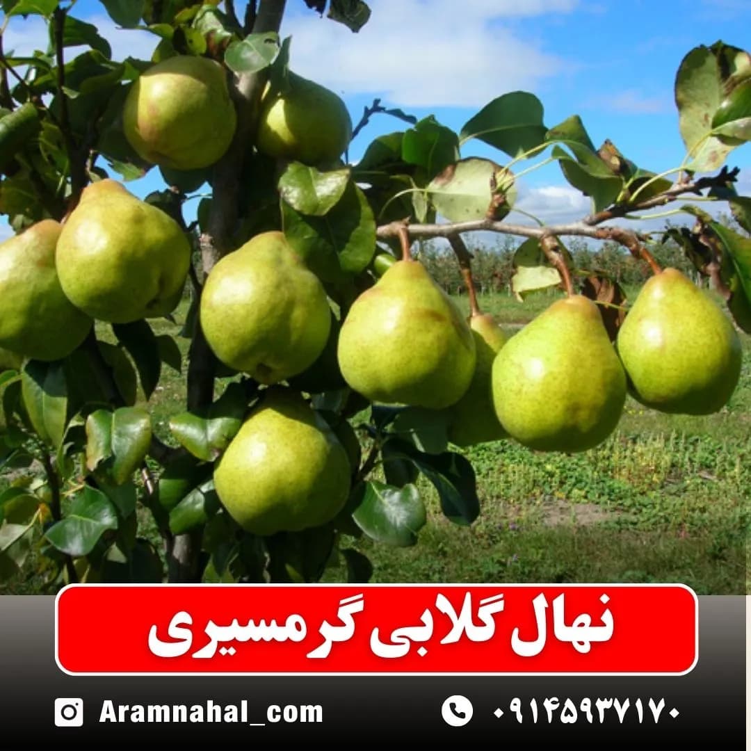 نهال گلابی گرمسیری