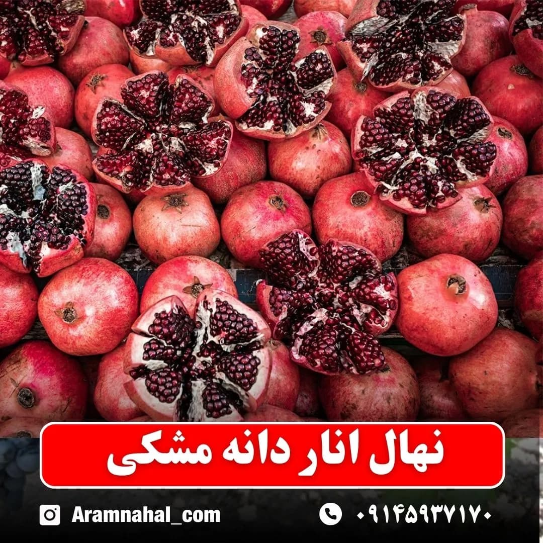 نهال انار دانه مشکی