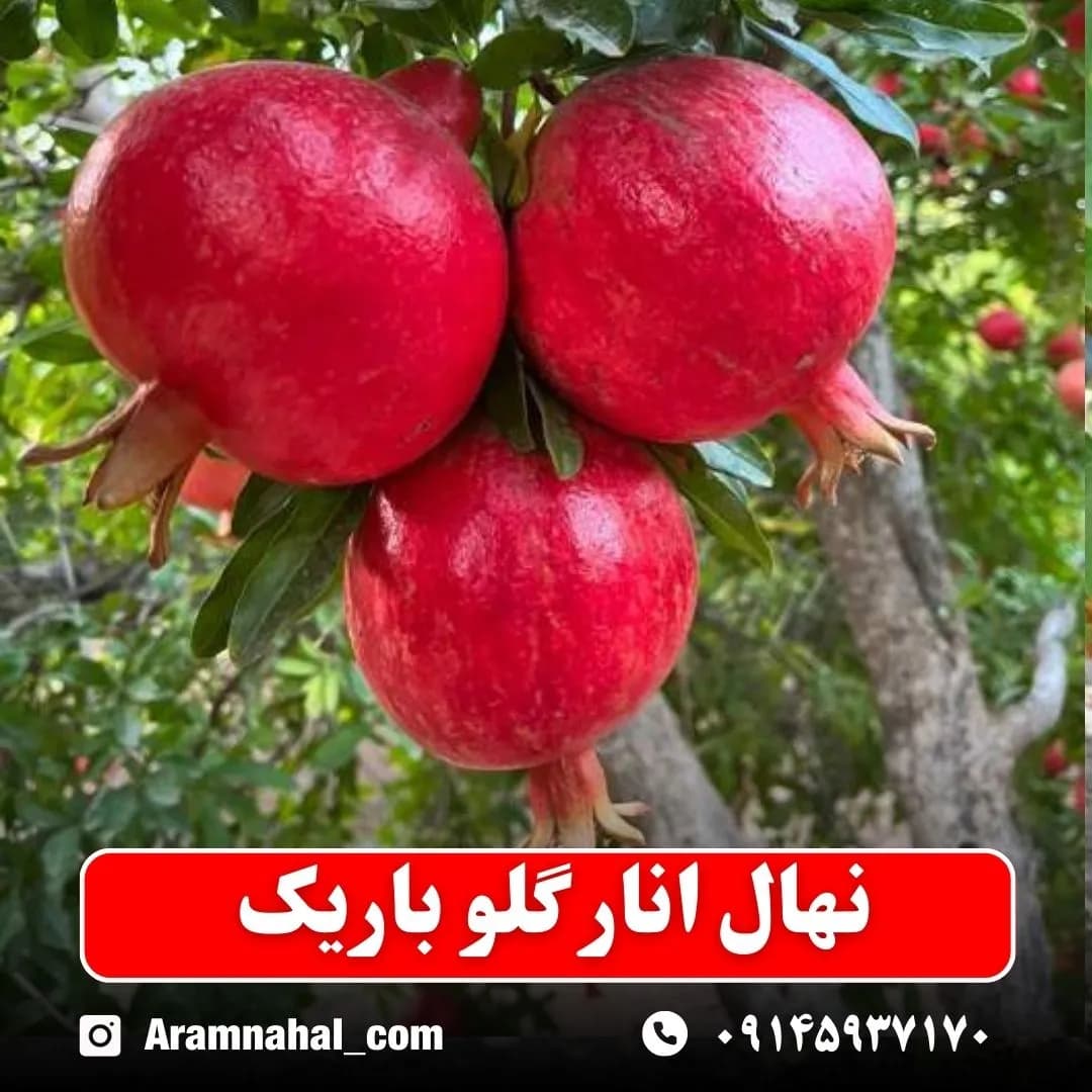نهال انار گلو باریک