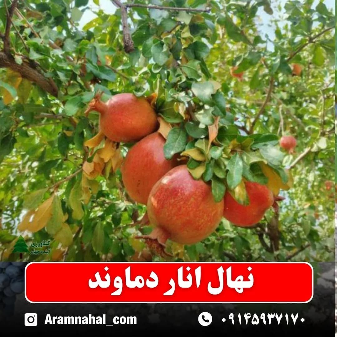 نهال انار دماوند