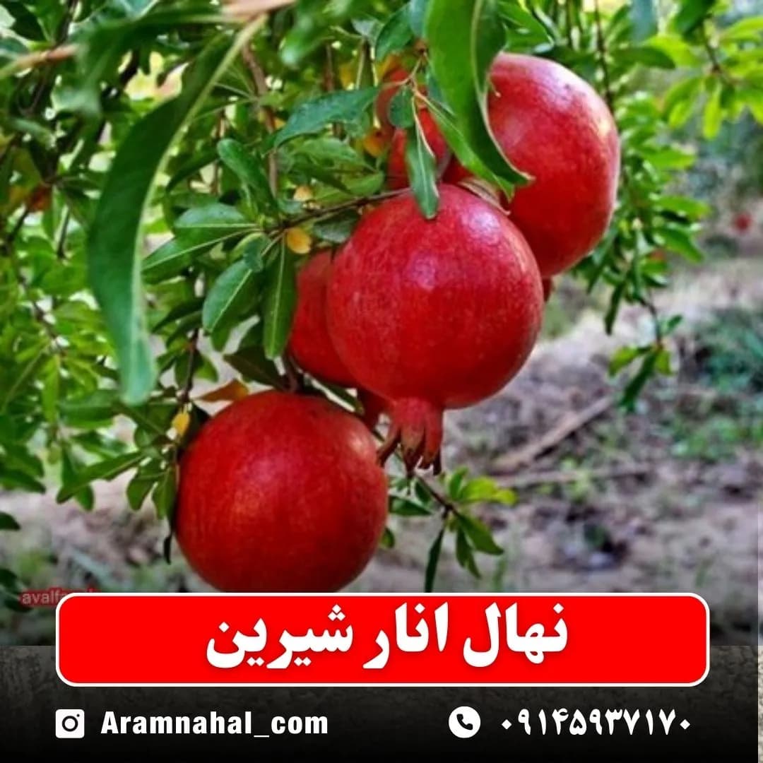 نهال انار شیرین