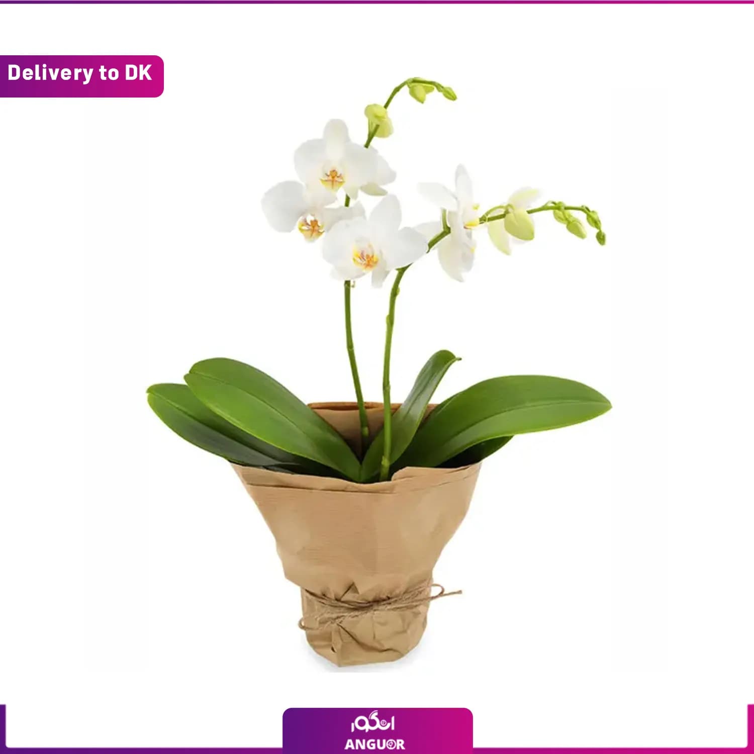 گل ارکیده (ارسال گل به دانمارک)
