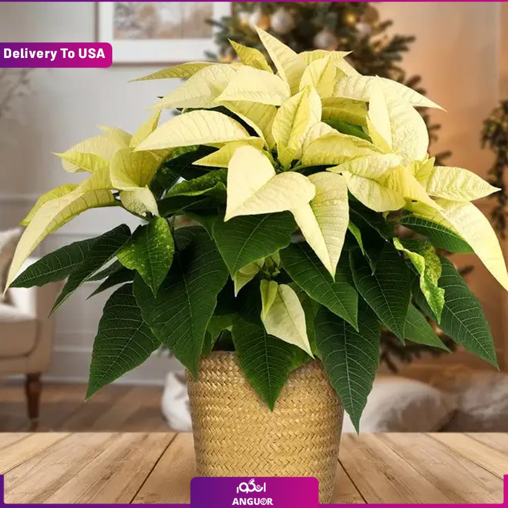 White Poinsettia (تحویل در امریکا) — تصویر ۲