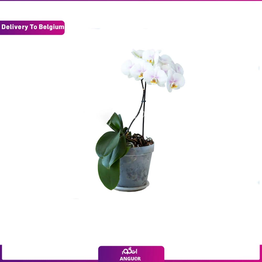 گلدان ارکیده (تحویل در بلژیک)