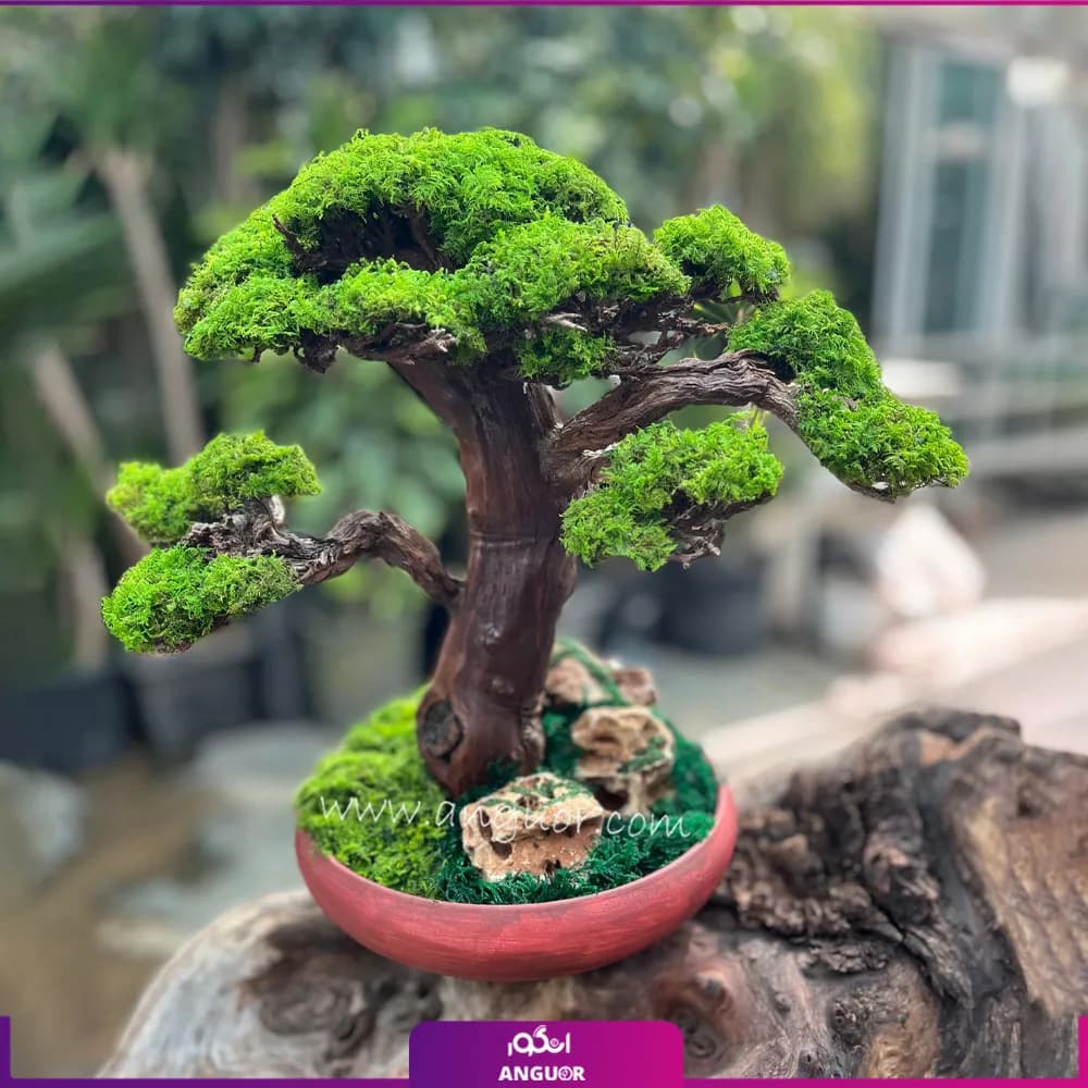 بنسای درختچه طبیعی کهن ژاپن (سایز بزرگ)